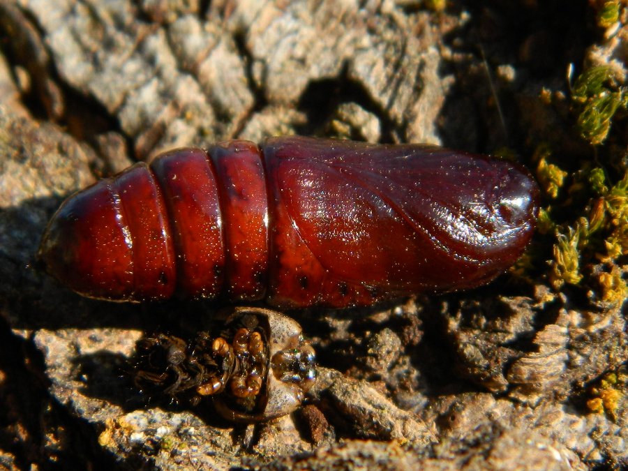 Ciclo vitale di Notodonta tritophus, Notodontidae